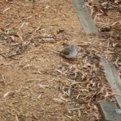 Geopelia cuneata at Wanniassa, ACT - 24 Jan 2022 02:30 PM