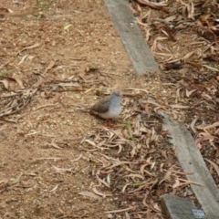 Geopelia cuneata at Wanniassa, ACT - 24 Jan 2022 02:30 PM