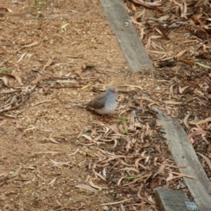 Geopelia cuneata at Wanniassa, ACT - 24 Jan 2022