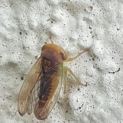 Unidentified Leafhopper or planthopper (Hemiptera, several families) at Turner, ACT - 24 Jan 2022 by LD12