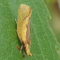 Thema psammoxantha (A concealer moth) at Turner, ACT - 24 Jan 2022 by LD12