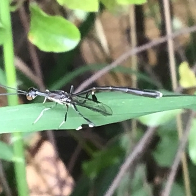 Gasteruption sp. (genus) (Gasteruptiid wasp) at McKellar, ACT - 24 Jan 2022 by Kalay