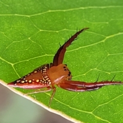 Arkys walckenaeri (Triangle spider) at Piney Ridge - 24 Jan 2022 by tpreston