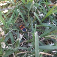 Dindymus versicolor (Harlequin Bug) at Curtin, ACT - 22 Jan 2022 by Amy