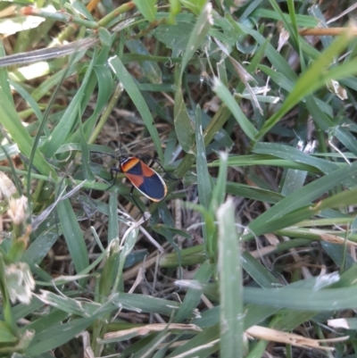 Dindymus versicolor (Harlequin Bug) at Curtin, ACT - 22 Jan 2022 by Amy