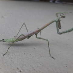 Archimantis latistyla (Stick Mantis, Large Brown Mantis) at Curtin, ACT - 24 Jan 2022 by Amy