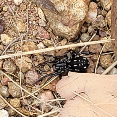 Nyssus albopunctatus (White-spotted swift spider) at Molonglo Valley, ACT - 24 Jan 2022 by tpreston