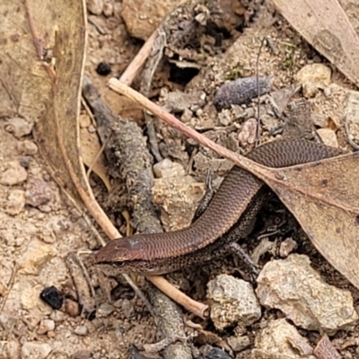 Lampropholis delicata (Delicate Skink) at Molonglo Valley, ACT - 24 Jan 2022 by trevorpreston