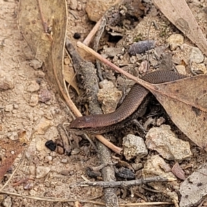 Lampropholis delicata at Molonglo Valley, ACT - 24 Jan 2022 02:11 PM