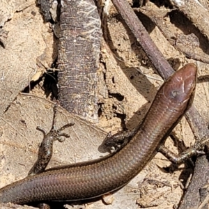 Lampropholis delicata at Molonglo Valley, ACT - 24 Jan 2022 02:11 PM