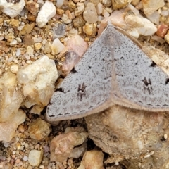 Dichromodes estigmaria (Pale Grey Heath Moth) at Piney Ridge - 24 Jan 2022 by tpreston