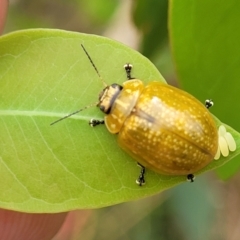 Paropsisterna cloelia (Eucalyptus variegated beetle) at Stromlo, ACT - 24 Jan 2022 by trevorpreston