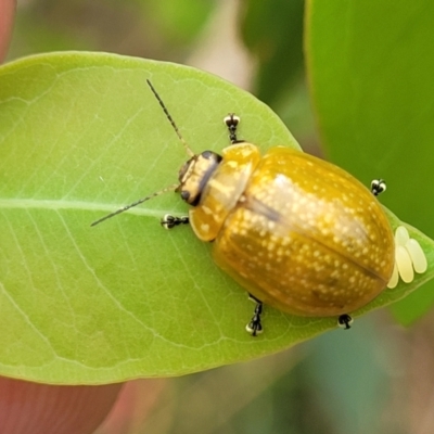 Paropsisterna cloelia (Eucalyptus variegated beetle) at Stromlo, ACT - 24 Jan 2022 by tpreston