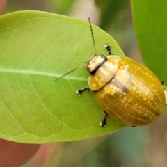 Paropsisterna cloelia at Stromlo, ACT - 24 Jan 2022 02:59 PM