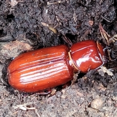 Aulacocyclus edentulus (Passalid beetle) at Stromlo, ACT - 24 Jan 2022 by trevorpreston