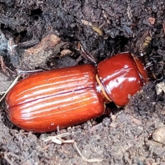 Aulacocyclus edentulus at Stromlo, ACT - 24 Jan 2022