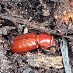 Aulacocyclus edentulus at Stromlo, ACT - 24 Jan 2022