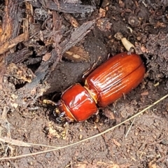 Aulacocyclus edentulus at Stromlo, ACT - 24 Jan 2022