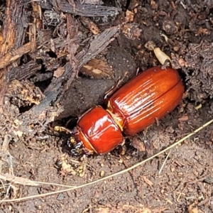 Aulacocyclus edentulus at Stromlo, ACT - 24 Jan 2022