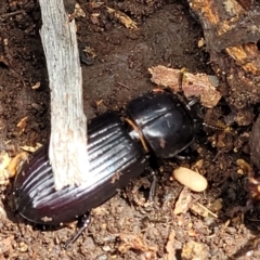 Aulacocyclus edentulus (Passalid beetle) at Block 402 - 24 Jan 2022 by trevorpreston