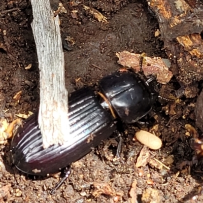 Aulacocyclus edentulus (Passalid beetle) at Stromlo, ACT - 24 Jan 2022 by tpreston