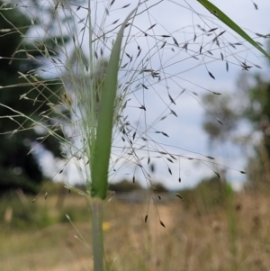 Eragrostis trachycarpa at Stromlo, ACT - 24 Jan 2022 02:56 PM