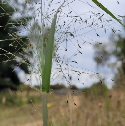 Eragrostis trachycarpa (Rough-grain Lovegrass) at Block 402 - 24 Jan 2022 by trevorpreston