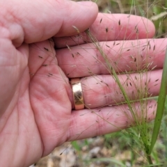 Eragrostis trachycarpa at Stromlo, ACT - 24 Jan 2022 02:56 PM