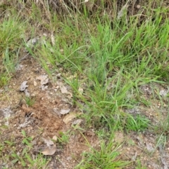 Eragrostis trachycarpa at Stromlo, ACT - 24 Jan 2022