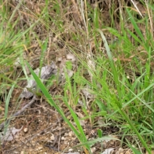 Eragrostis trachycarpa at Stromlo, ACT - 24 Jan 2022