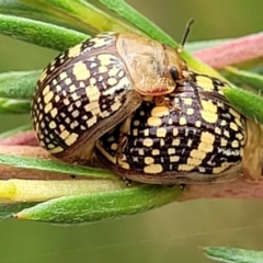 Paropsis pictipennis (Tea-tree button beetle) at Block 402 - 24 Jan 2022 by trevorpreston