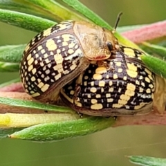 Paropsis pictipennis (Tea-tree button beetle) at Denman Prospect 2 Estate Deferred Area (Block 12) - 24 Jan 2022 by tpreston