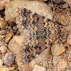 Dichromodes disputata (Scaled Heath Moth) at Denman Prospect 2 Estate Deferred Area (Block 12) - 24 Jan 2022 by tpreston