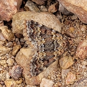 Dichromodes disputata at Molonglo Valley, ACT - 24 Jan 2022 02:48 PM