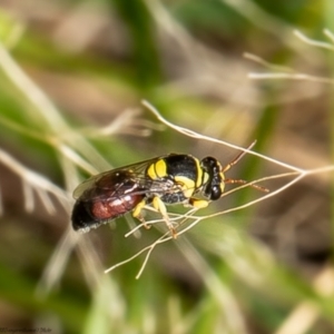 Hylaeus (Euprosopis) elegans at Molonglo Valley, ACT - 24 Jan 2022