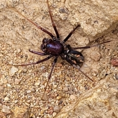 Habronestes bradleyi (Bradley's Ant-Eating Spider) at Block 402 - 24 Jan 2022 by trevorpreston