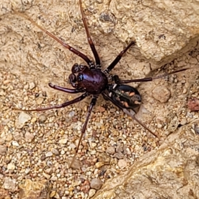 Habronestes bradleyi (Bradley's Ant-Eating Spider) at Molonglo Valley, ACT - 24 Jan 2022 by tpreston