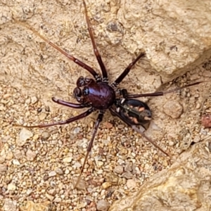 Habronestes bradleyi at Molonglo Valley, ACT - 24 Jan 2022 02:46 PM