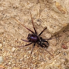 Habronestes bradleyi at Molonglo Valley, ACT - 24 Jan 2022 02:46 PM