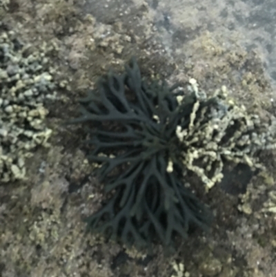 Codium fragile (Green sea fingers, dead man's fingers) at Batemans Marine Park - 23 Jan 2022 by Tapirlord