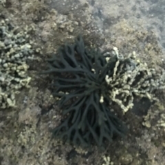 Codium fragile (Green sea fingers, dead man's fingers) at Batemans Marine Park - 23 Jan 2022 by Tapirlord