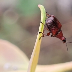 Euops sp. (genus) (A leaf-rolling weevil) at Block 402 - 24 Jan 2022 by trevorpreston