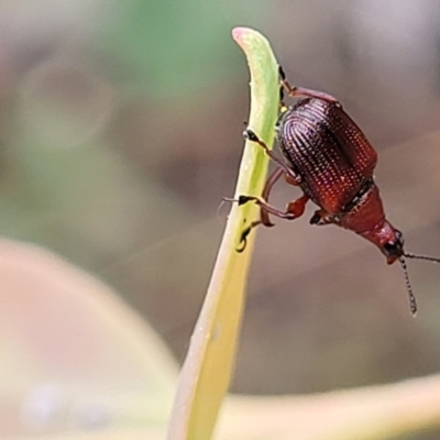 Euops sp. (genus) (A leaf-rolling weevil) at Block 402 - 24 Jan 2022 by trevorpreston