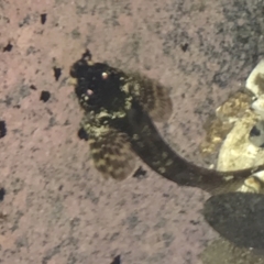 Unidentified Marine Fish Uncategorised (TBC) at Broulee, NSW - 23 Jan 2022 by Tapirlord