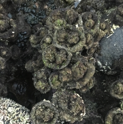 Pyura stolonifera (Cunjevoi) at Broulee Moruya Nature Observation Area - 23 Jan 2022 by Tapirlord