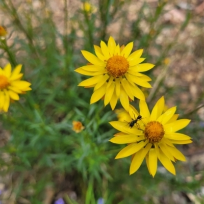 Xerochrysum viscosum (Sticky Everlasting) at Molonglo Valley, ACT - 24 Jan 2022 by trevorpreston
