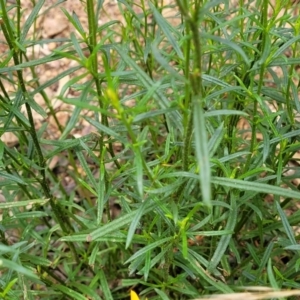 Xerochrysum viscosum at Molonglo Valley, ACT - 24 Jan 2022