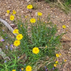 Xerochrysum viscosum at Molonglo Valley, ACT - 24 Jan 2022