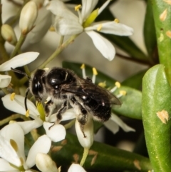 Leioproctus sp. (genus) (Plaster bee) at Aranda Bushland - 24 Jan 2022 by Roger