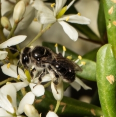 Leioproctus sp. (genus) (Plaster bee) at Cook, ACT - 24 Jan 2022 by Roger